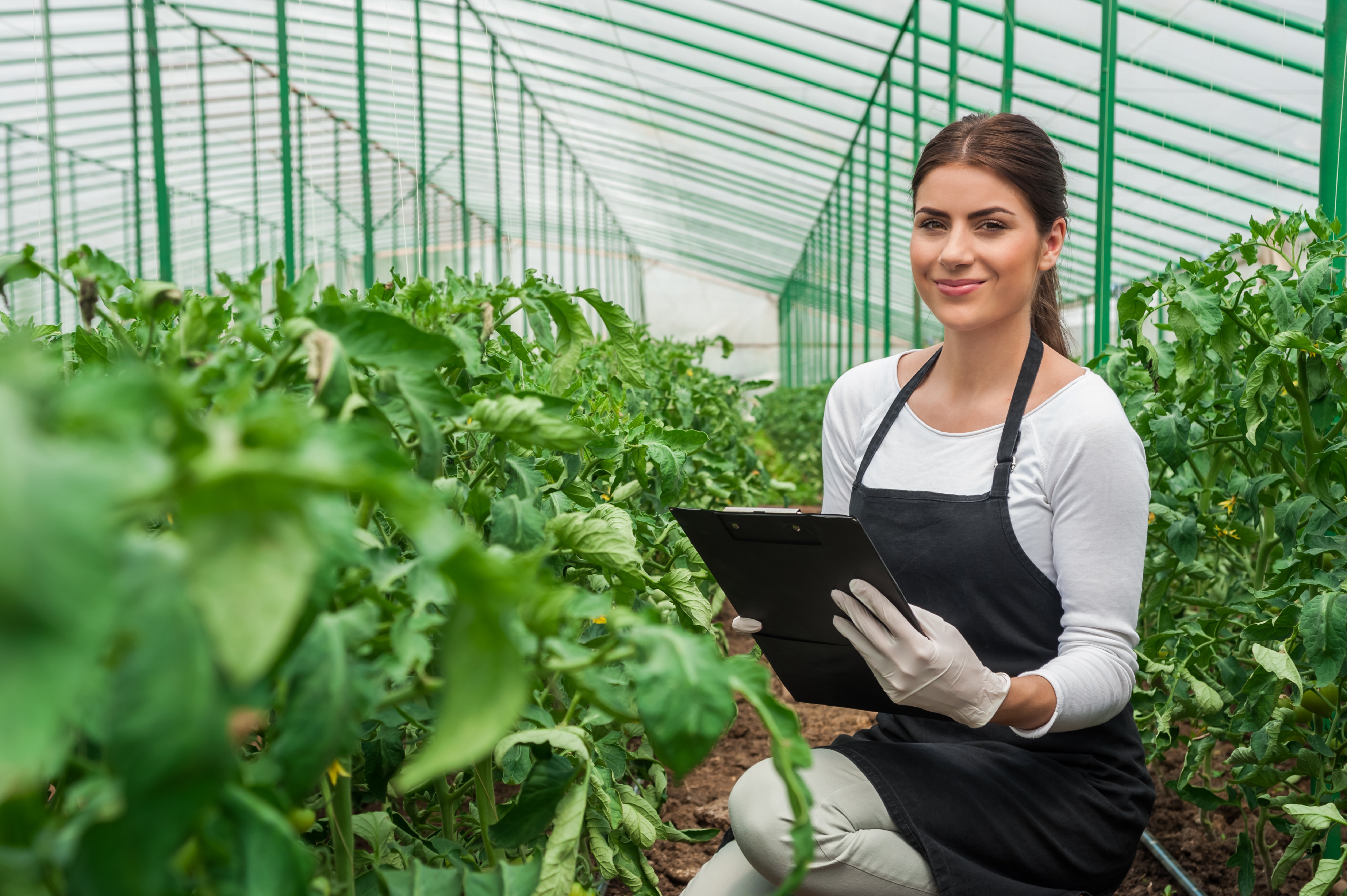 Agriculture engineering. Агроном в теплице. Работница теплиц. Рабочие в теплицах.